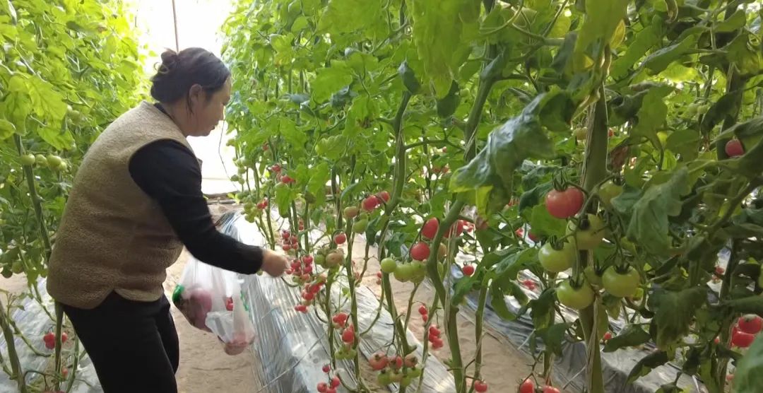 长治大棚种植致富_山西大棚种植_长治大棚建设