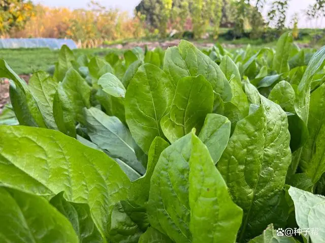 菊苣种植致富_致富种植菊苣图片_种植菊苣技术