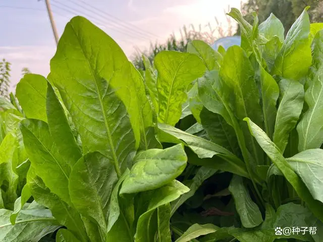 菊苣种植致富_致富种植菊苣图片_种植菊苣技术