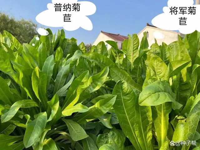 致富种植菊苣图片_菊苣种植致富_种植菊苣技术