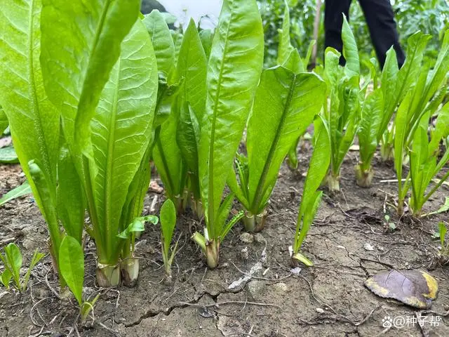 致富种植菊苣图片_菊苣种植致富_种植菊苣技术