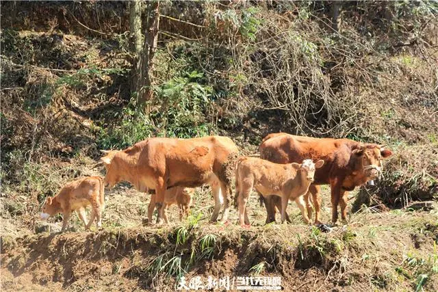 致富经养牛人成功视频_致富经林下养牛成功的视频_致富经养牛视频2018全集