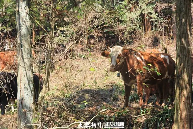 致富经林下养牛成功的视频_致富经养牛视频2018全集_致富经养牛人成功视频