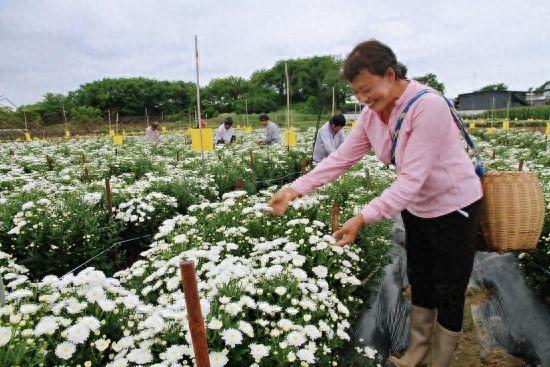 黄山市徽州区：七月菊喜获丰收