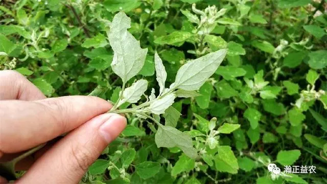 致富种植灰灰菜怎么样_灰灰菜种植致富_致富种植灰灰菜图片