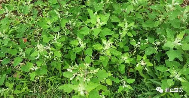 致富种植灰灰菜怎么样_灰灰菜种植致富_致富种植灰灰菜图片