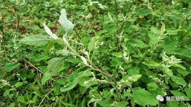 灰灰菜种植致富_致富种植灰灰菜图片_致富种植灰灰菜怎么样