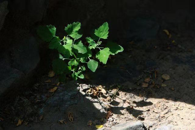 灰菜种植技术_灰灰菜种植致富_灰灰菜的种植