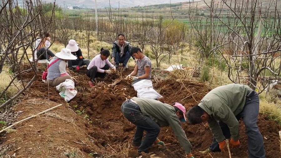 致富热经种植_种植致富新项目_致富种植视频全集