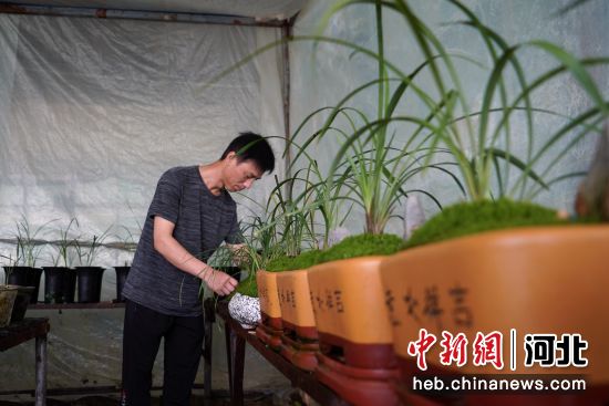 在河北省巨鹿县王虎寨镇寻虎村晴仁花卉种植基地，薄朝动在管护兰花。 石莹莹