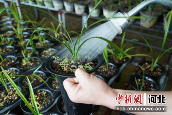 在河北省巨鹿县王虎寨镇寻虎村晴仁花卉种植基地，薄朝动在管护兰花。 石莹莹