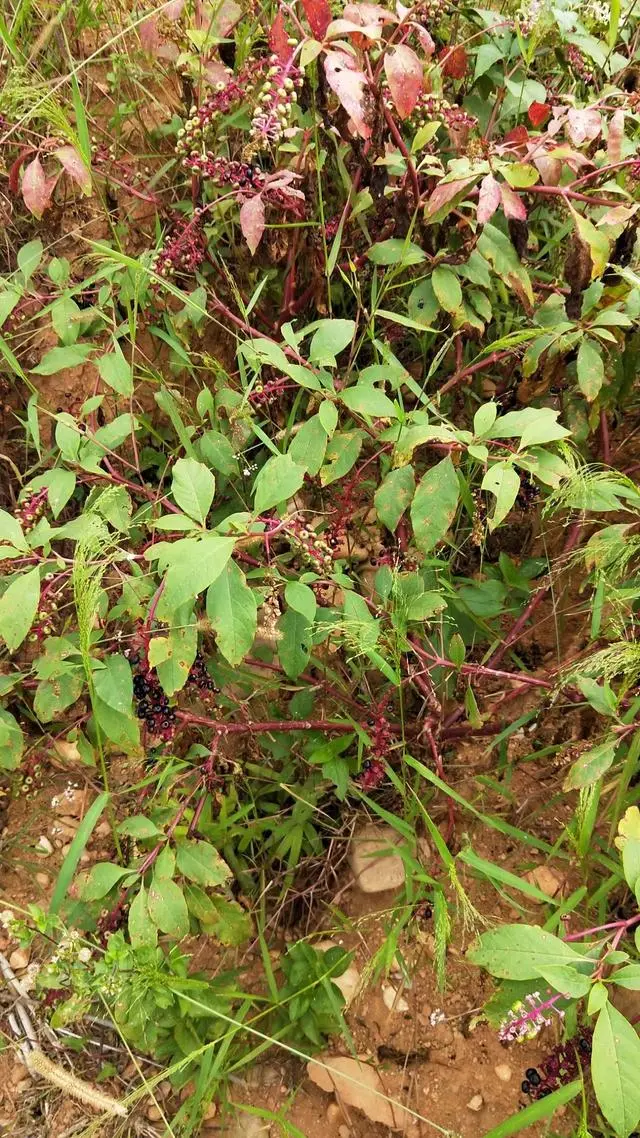 致富经商种田文_致富经种植视频全集_商陆种植致富故事