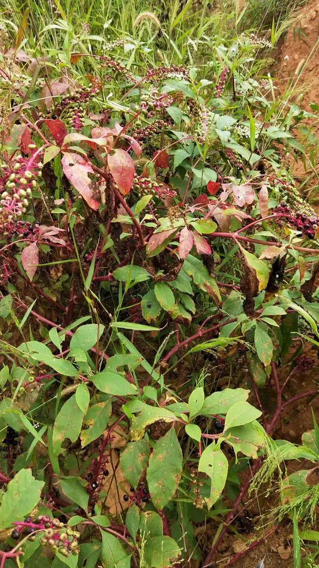 致富经种植视频全集_致富经商种田文_商陆种植致富故事