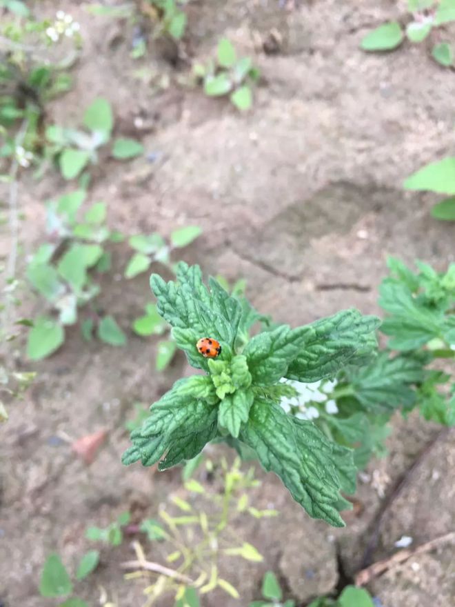 致富种植灰灰菜怎么样_致富种植灰灰菜图片_灰灰菜种植致富