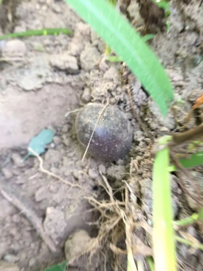 致富种植灰灰菜怎么样_致富种植灰灰菜图片_灰灰菜种植致富