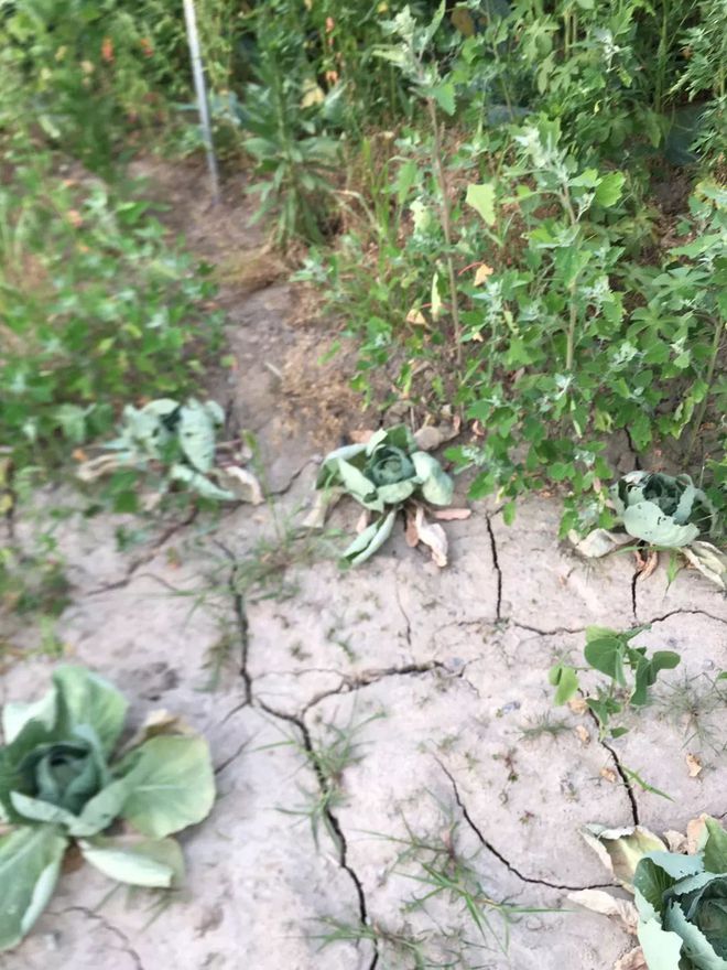 致富种植灰灰菜怎么样_致富种植灰灰菜图片_灰灰菜种植致富