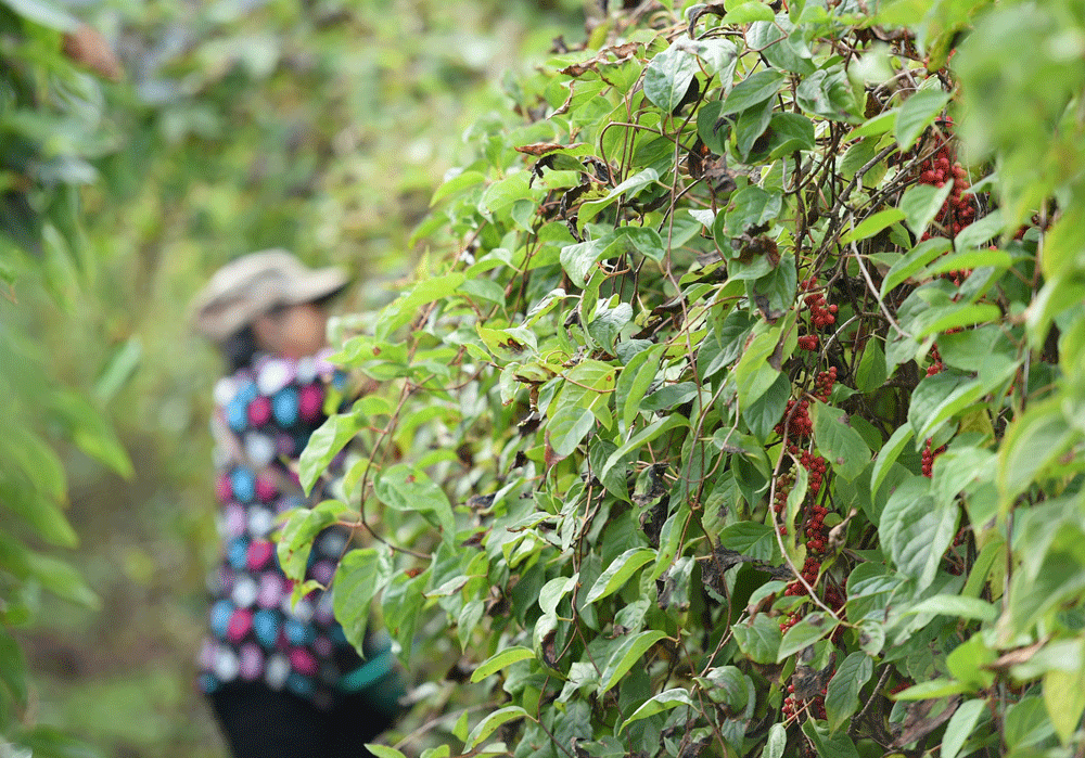 山野菜致富经_山野菜种植项目哪个好_野菜致富经