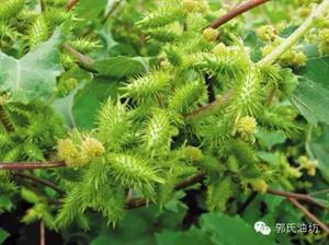 致富养殖鳝鱼怎么样_致富经鳝鱼养殖_致富养殖鳝鱼视频