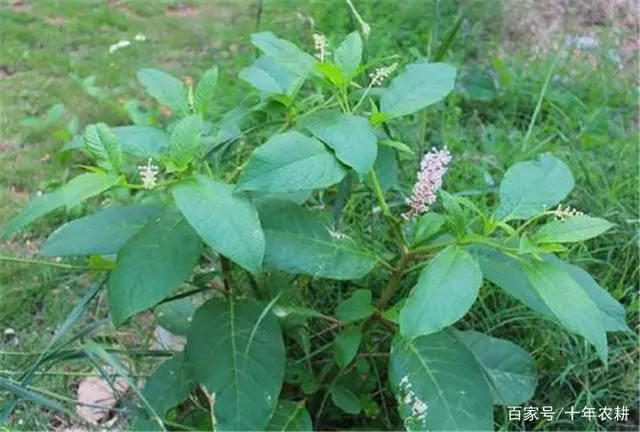 常被误认成“土人参”，绿茎叶是上等野菜，过了清明就成草