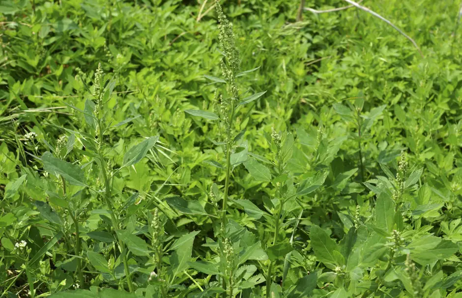 致富种植灰灰菜视频_灰灰菜种植致富_致富种植灰灰菜图片