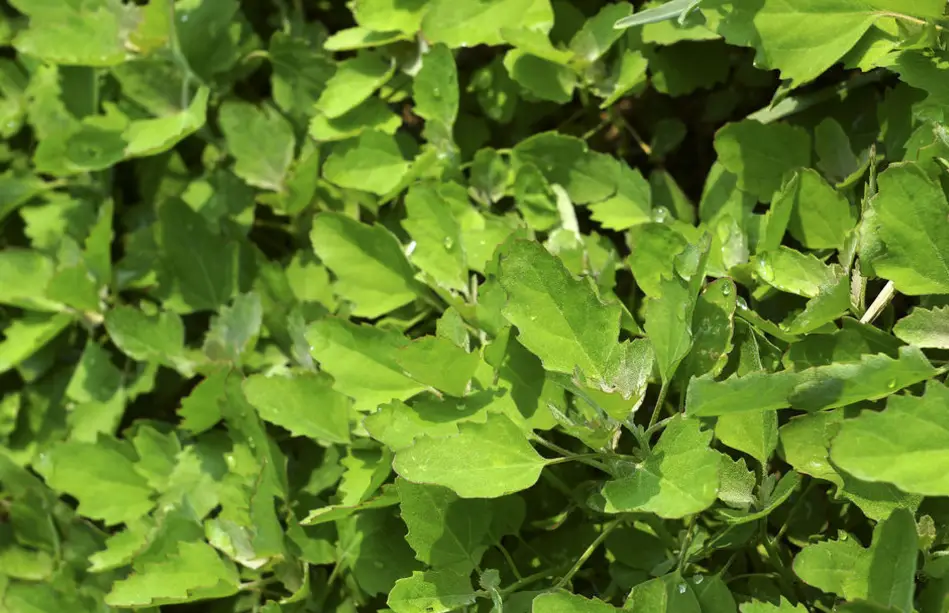 致富种植灰灰菜视频_致富种植灰灰菜图片_灰灰菜种植致富