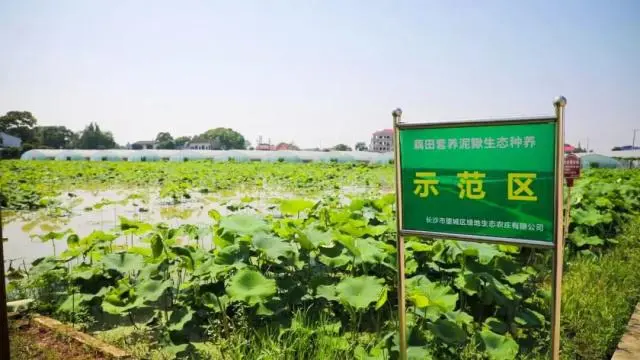 致富养殖绿色技术研究_绿色养殖业_绿色养殖致富技术