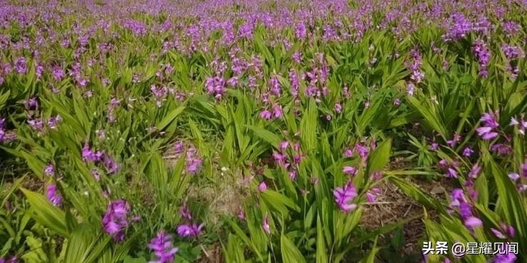 卢氏县潘河乡：白芨花开产业兴