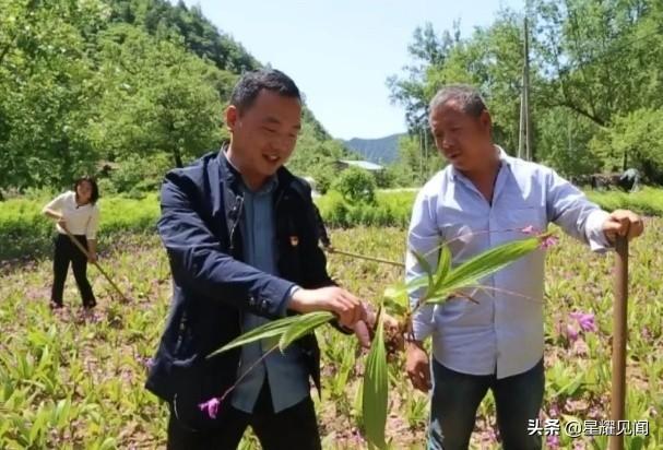 卢氏黄精种植致富_卢氏黄精种植致富_卢氏黄精种植致富