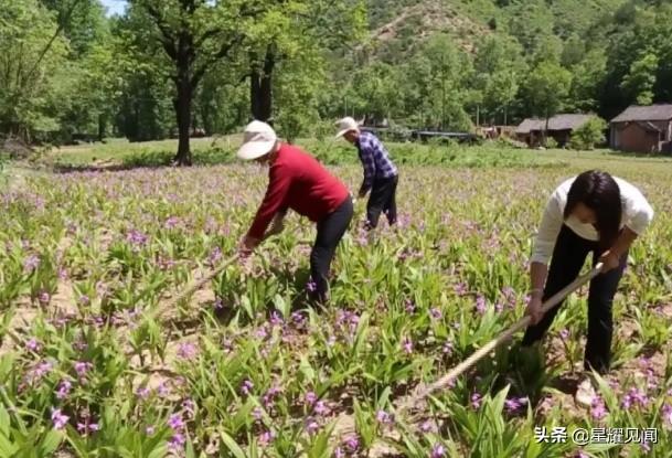 卢氏黄精种植致富_卢氏黄精种植致富_卢氏黄精种植致富