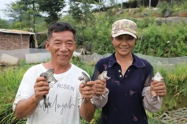 谢知生：养殖生态虎纹蛙 迈向产业致富新路子