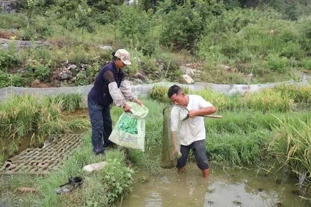 绿色养殖致富技术_致富养殖绿色技术研究_致富养殖绿色技术方案