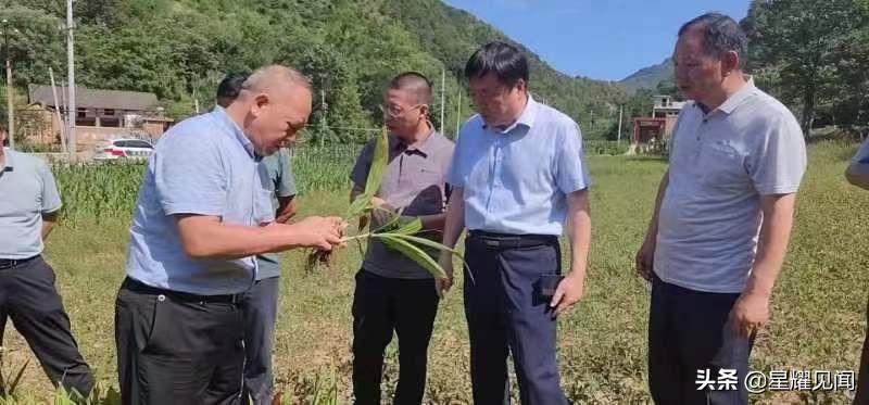 卢氏黄精种植致富_卢氏黄精种植致富_卢氏黄精种植致富