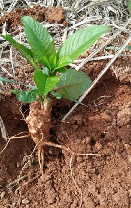 种植致富经_商陆种植致富故事_致富经商种田文