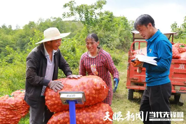 致富经 梨_致富经 梨_致富经 梨