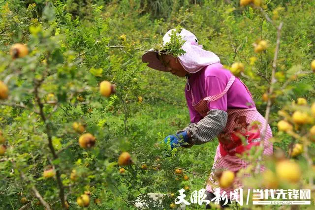 致富经 梨_致富经 梨_致富经 梨