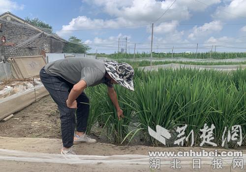 湖北种植致富视频_致富种植视频全集_湖北致富项目