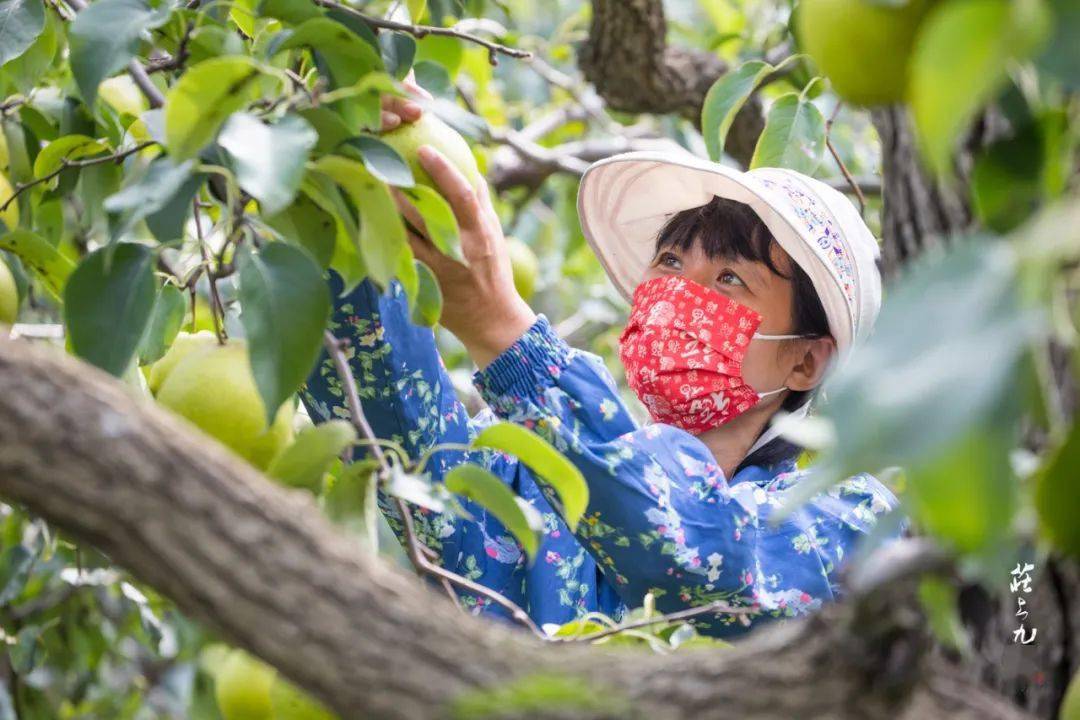 河北致富项目_河北省种植什么效益最高_河北赵县种植致富