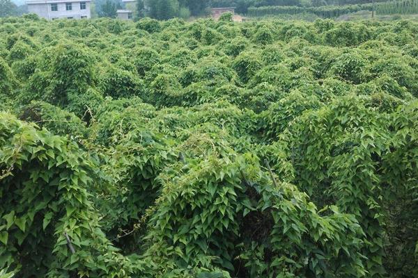 山药悬空种植 第8张