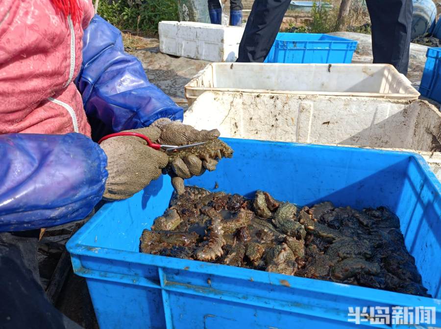 室外养殖致富项目_农村室内养殖致富项目_室内养殖业致富项目