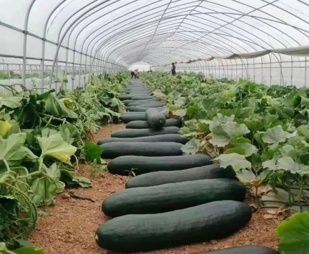 湖北种植什么赚钱_湖北种植致富视频_湖北农业种植致富项目