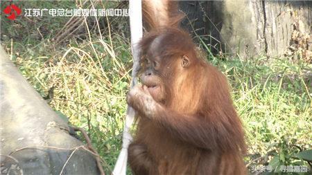 上过央视的养殖鹦鹉致富能手，竟成了贩卖濒危野生动物的主犯