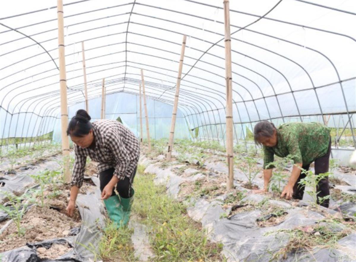 湖北致富项目_湖北种植致富视频_致富种植视频全集