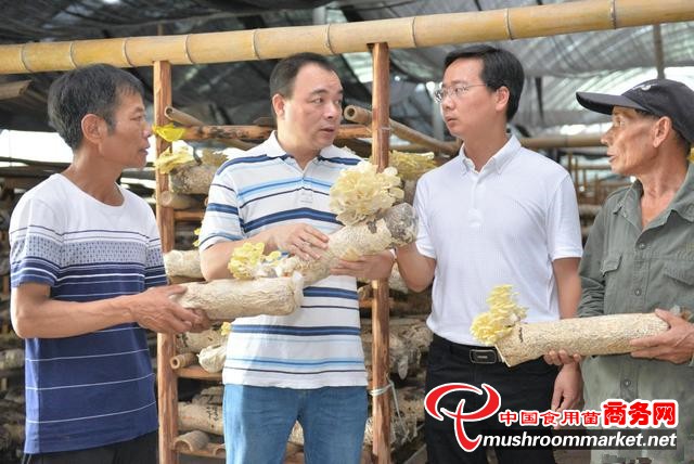 种植食用菌致富新闻标题_食用菌新闻报道_有关食用菌的报道