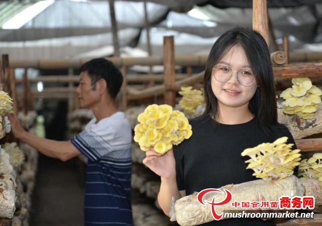 食用菌新闻报道_种植食用菌致富新闻标题_有关食用菌的报道