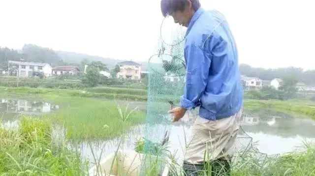 水产龙虾养殖新技术_龙虾养殖水产技术新闻_龙虾养殖水产技术新闻报道