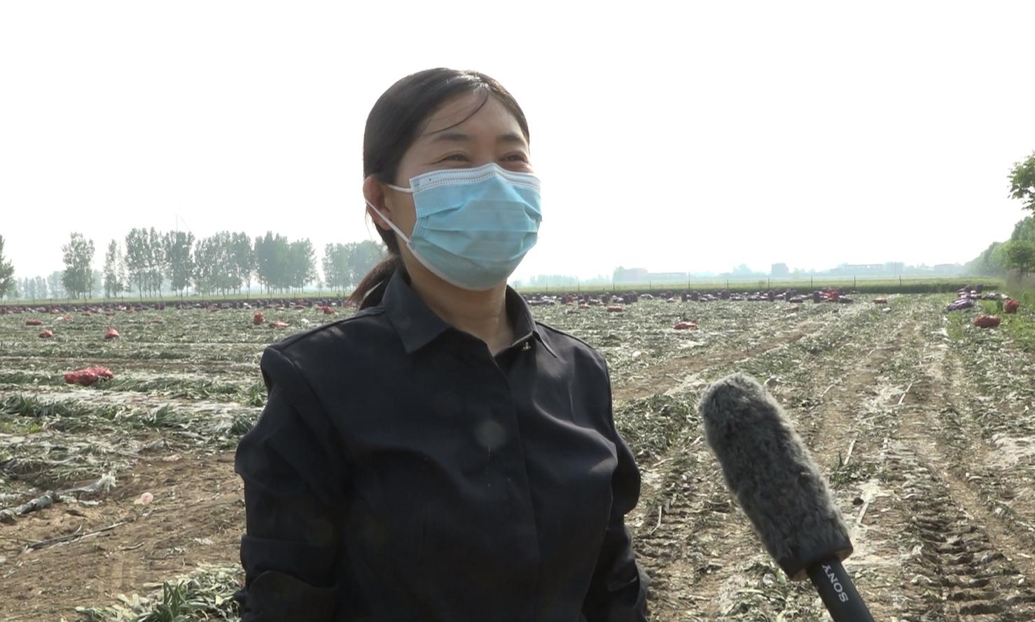 洋葱亩投资_农广天地洋葱种植视频_农村致富经网洋葱