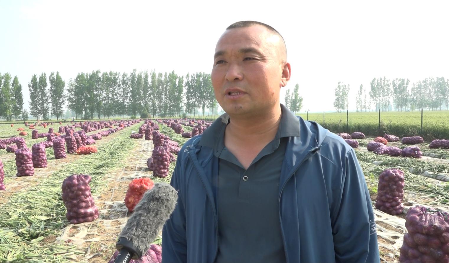 农村致富经网洋葱_农广天地洋葱种植视频_洋葱亩投资