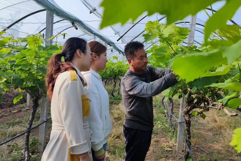 水果种植农民致富_致富经种植三种水果亩收入过亿_致富水果种植农民视频