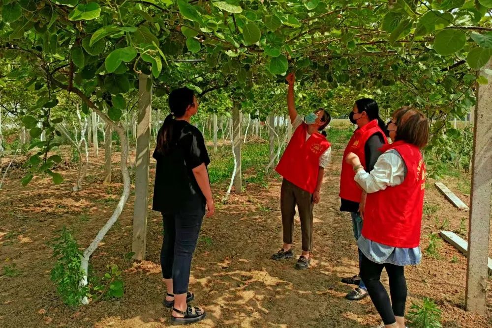 致富水果种植农民视频_水果种植农民致富_致富经种植三种水果亩收入过亿