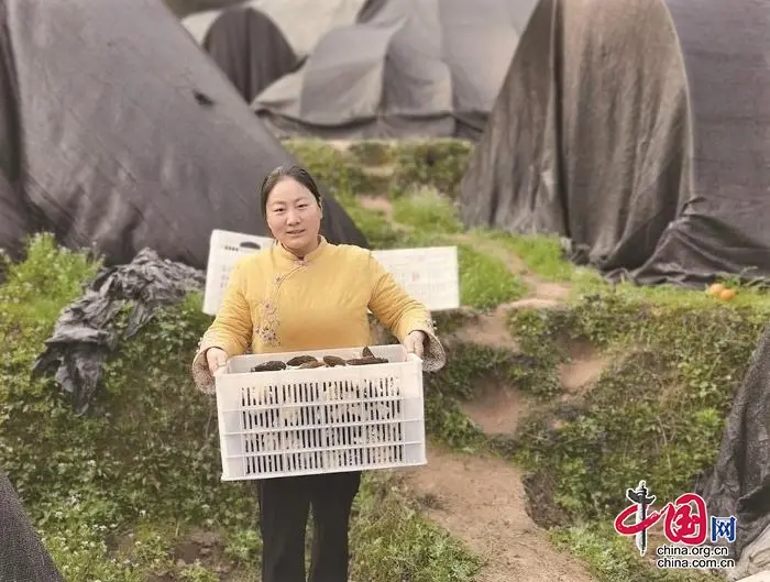 枖柑种植栽培技术_椪柑种植致富_椪柑丰产栽培技术